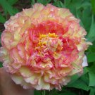 10 Seeds Dark Gold Light Red Kinkaku Tree Peony Flower Fresh Seeds