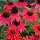 200 Seeds Rare Sprite Fire Red Echinacea for Garden Fresh Seeds