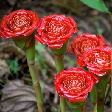 60 Seeds Rare Red Carnation 'Red Up Lamp Bulb' Perennial Flower Fresh Seeds