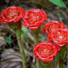 60 Seeds Rare Red Carnation 'Red Up Lamp Bulb' Perennial Flower Fresh Seeds