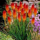 200 Seeds Kniphofia Red Hot Poker Flowers for Garden Fresh Seeds