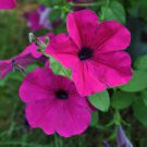 400 Seeds Zixia Hanging Purple Petunia Hybrid Flowers Fresh Seeds