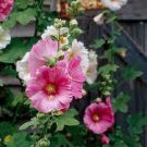 80 Seeds Mix Hollyhock Flowers Perennial Althaea Rose for Garden Fresh Seeds