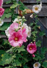 80 Seeds Mix Hollyhock Flowers Perennial Althaea Rose for Garden Fresh Seeds