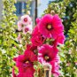 80 Seeds Mix Hollyhock Flowers Perennial Althaea Rose for Garden Fresh Seeds