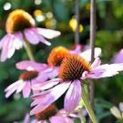 200 Seeds Jiguan Purple Echinacea Coneflower for Garden Fresh Seeds