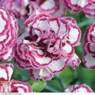 400 Seeds Dianthus Grans Favourite Pinks Perennial Garden Plants Fresh Seeds