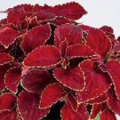 40 Seeds Rainbow Superfine Red Velvet Coleus Herbs for Garden Fresh Seeds