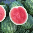 16 Seeds Giant Black Skin Red Inside Ellipse Watermelon for Garden Fresh Seeds