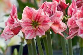 60 Seeds Amaryllis Flower Not Bulbs Flower for Garden Fresh Seeds