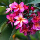 200 Seeds Plumeria Rubra Mixed Flower for Garden Fresh Seeds