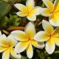 200 Seeds Plumeria Rubra Mixed Flower for Garden Fresh Seeds