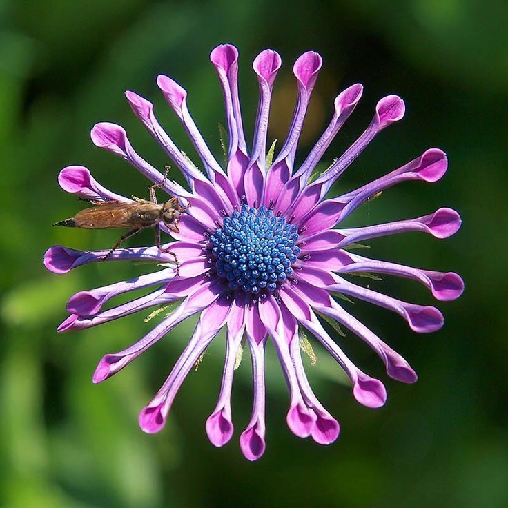 200 Seeds Osteospermum Bonsai for Garden Decor Fresh Seeds