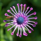 200 Seeds Osteospermum Bonsai for Garden Decor Fresh Seeds