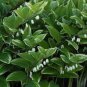 200 Seeds Solomons Seal Polygonatum Canaliculatum Flower Plant Fresh Seeds