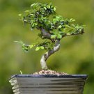 10 Seeds Chinese Green Tea Tree Bonsai Plant for Garden Fresh Seeds