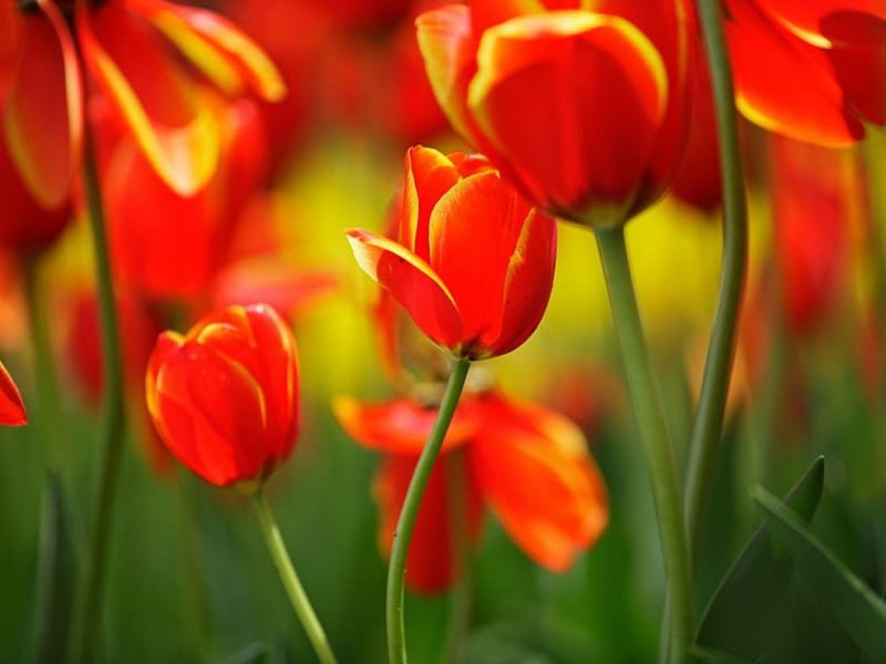 20 Seeds Geranium Tulip Orangish Red Bud Perennial Bonsai Flower Fresh Seeds