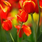 20 Seeds Geranium Tulip Orangish Red Bud Perennial Bonsai Flower Fresh Seeds