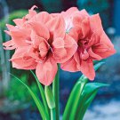 400 Seeds Amaryllis Flower Bulbs for Garden Fresh Seeds