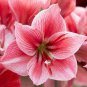 400 Seeds Amaryllis Flower Bulbs for Garden Fresh Seeds