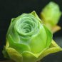 200 Seeds Green Rose Garden Greenovia Flower for Garden Fresh Seeds