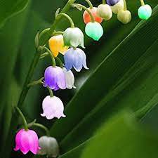 100 Seeds Colorful Bell Orchid Lily of the Valley Perennial Flower Fresh Seeds