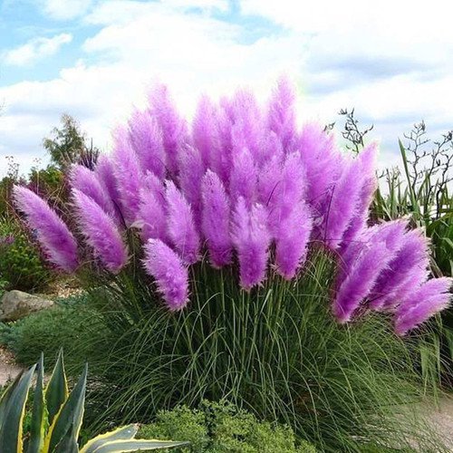 400 Seeds Mixed Colors Pampas Grass Bonsai for Balcony Decor Fresh Seeds