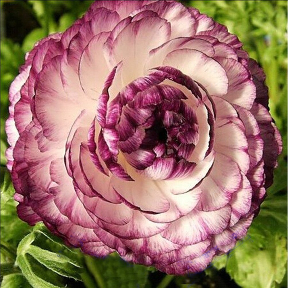 40 Seeds Beautiful Flowering Blubs 'RanunculusPersian Buttercup' Fresh Seeds