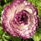 40 Seeds Beautiful Flowering Blubs 'RanunculusPersian Buttercup' Fresh Seeds