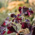 200 Seeds Oxalis Wood Sorrel Purple Shamrock Clover Flowers Fresh Seeds