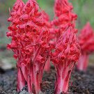 40 Seeds Sarcodes Sanguinea Snow Plant for Garden Fresh Seeds