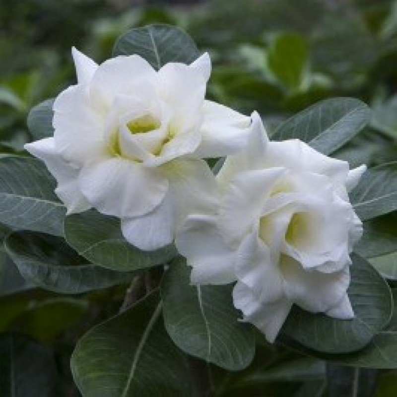4 Seeds Western Saint Adenium Desert Rose for Garden Fresh Seeds