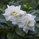 4 Seeds Western Saint Adenium Desert Rose for Garden Fresh Seeds