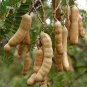 20 Seeds Tamarind Sweet Indian Date Makam Dwarf Plant Fresh Seeds