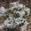 6 Seeds Conospermum Incurvum Plume Smokebush Flower for Garden Fresh Seeds