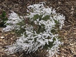 6 Seeds Conospermum Incurvum Plume Smokebush Flower for Garden Fresh Seeds