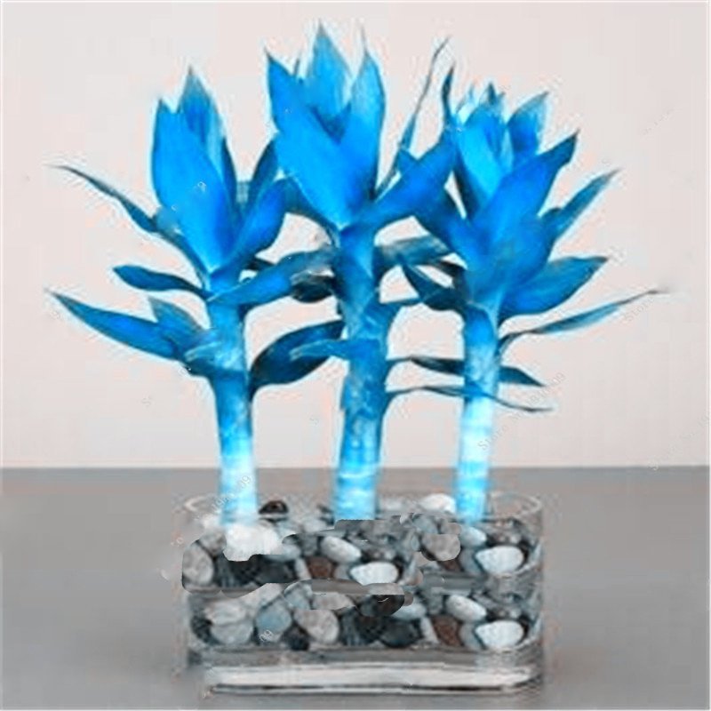 100 Seeds Blue Lucky Bamboo Bonsai AntiRadiation Plant Fresh Seeds