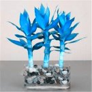 100 Seeds Blue Lucky Bamboo Bonsai AntiRadiation Plant Fresh Seeds