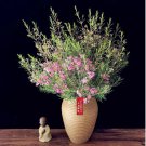 6 Seeds Geraldton Wax Chamaelaucium Uncinatum for Garden Fresh Seeds