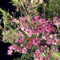 6 Seeds Geraldton Wax Chamaelaucium Uncinatum for Garden Fresh Seeds