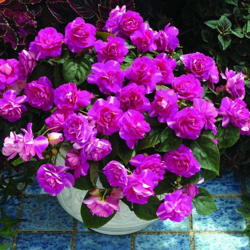 20 Seeds Geranium Dark Purple 'Violet Butterfly' Perennial Flower Fresh Seeds