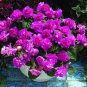 20 Seeds Geranium Dark Purple 'Violet Butterfly' Perennial Flower Fresh Seeds