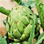 8 Seeds Green Globe Italian Artichoke for Garden Fresh Seeds