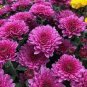400 Seeds Genuine Chrysanthemum Flower for Garden Fresh Seeds