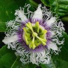 40 Seeds Rare Granadilla Passion Fruit Perennial Climbing Flower Fresh Seeds