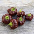 40 Seeds Heirloom Mini Chocolate Sweet Bell Pepper Fresh Seeds