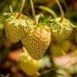 400 Seeds Sweet Yellow Alpine Strawberry Seeds Fresh Seeds