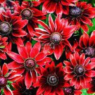 400 Seeds Cherry Dark Red Coneflowers Echinacea Fresh Seeds