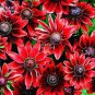 400 Seeds Cherry Dark Red Coneflowers Echinacea Fresh Seeds