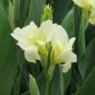100 Seeds Canna Lily Cream White Lilylike Blossoms Fresh Seeds